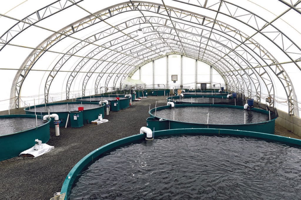 Fish farming: a journey from egg to table